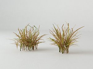 max grass plants