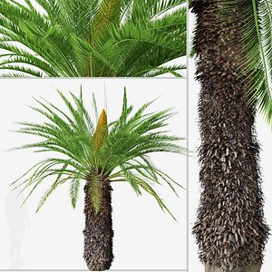 Set of Sago palm or Cycas revoluta Tree 3D
