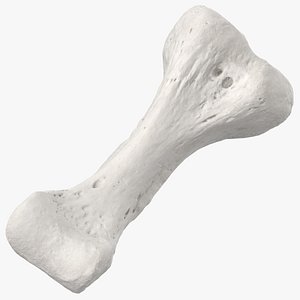 Real Proximal Phalanx Bone of Index Toe 01 White