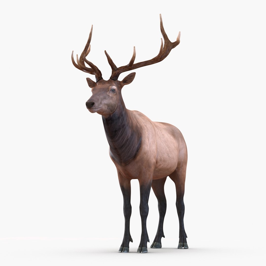Elk Rigged 3D model preview