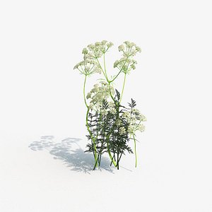 CarawayPlantMaxVray
