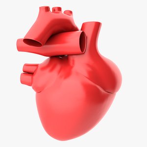 human heart 3D model