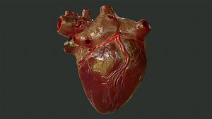 Human heart animations 3D model - TurboSquid 1391450