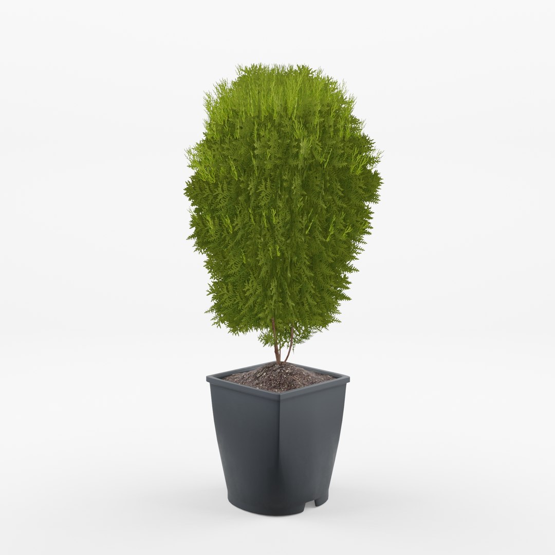 Collection Of Thuja Plants 3D Model - TurboSquid 2252702