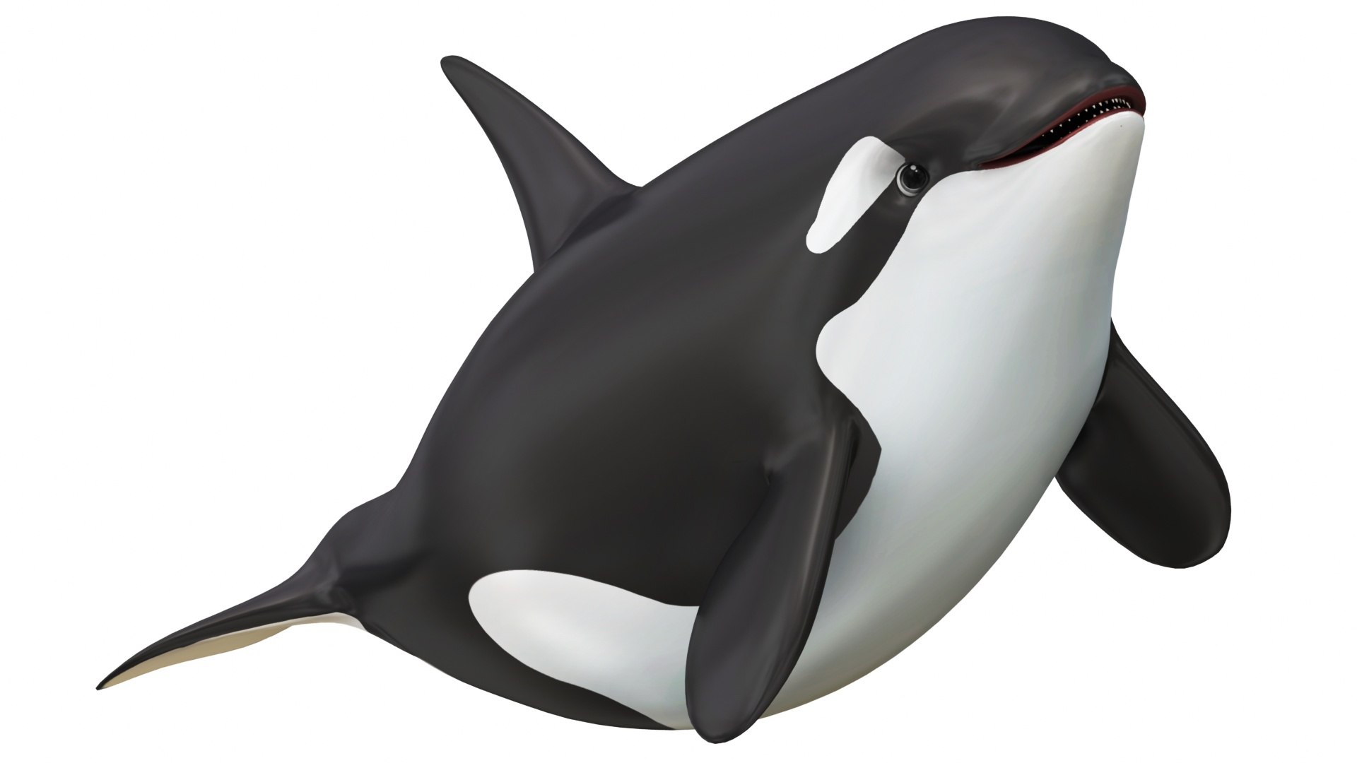 Mega Cartoon Sea Creatures 40 in 1 Collection 3D https://p.turbosquid.com/ts-thumb/lg/pX8rza/IG/cartoonkillerwhale9/jpg/1689875779/1920x1080/fit_q87/326df853995d6795c9cc1cdd1ad81bf2bdd26600/cartoonkillerwhale9.jpg