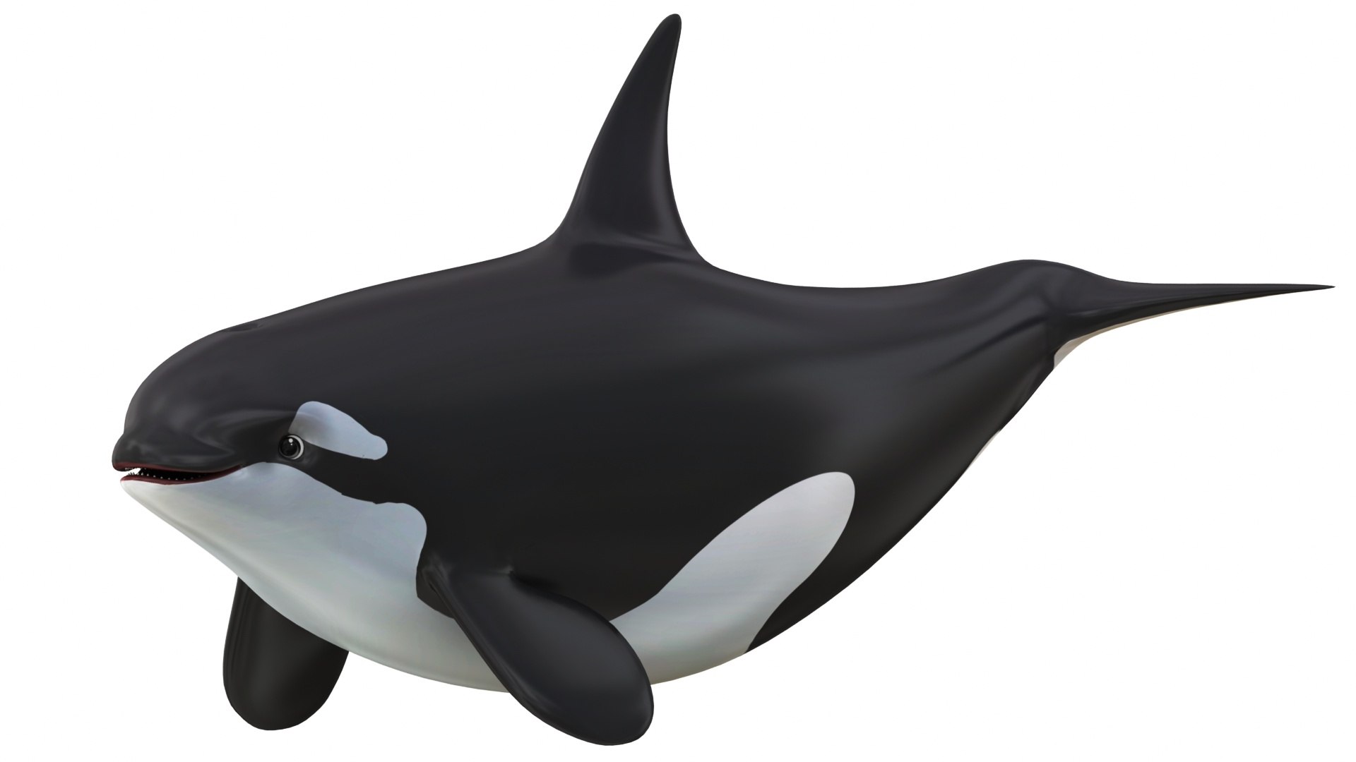 Mega Cartoon Sea Creatures 40 in 1 Collection 3D https://p.turbosquid.com/ts-thumb/lg/pX8rza/ja/cartoonkillerwhale2/jpg/1689875777/1920x1080/fit_q87/306a9a5d3c7b5ab2af361cc8934ba2a1868d829c/cartoonkillerwhale2.jpg
