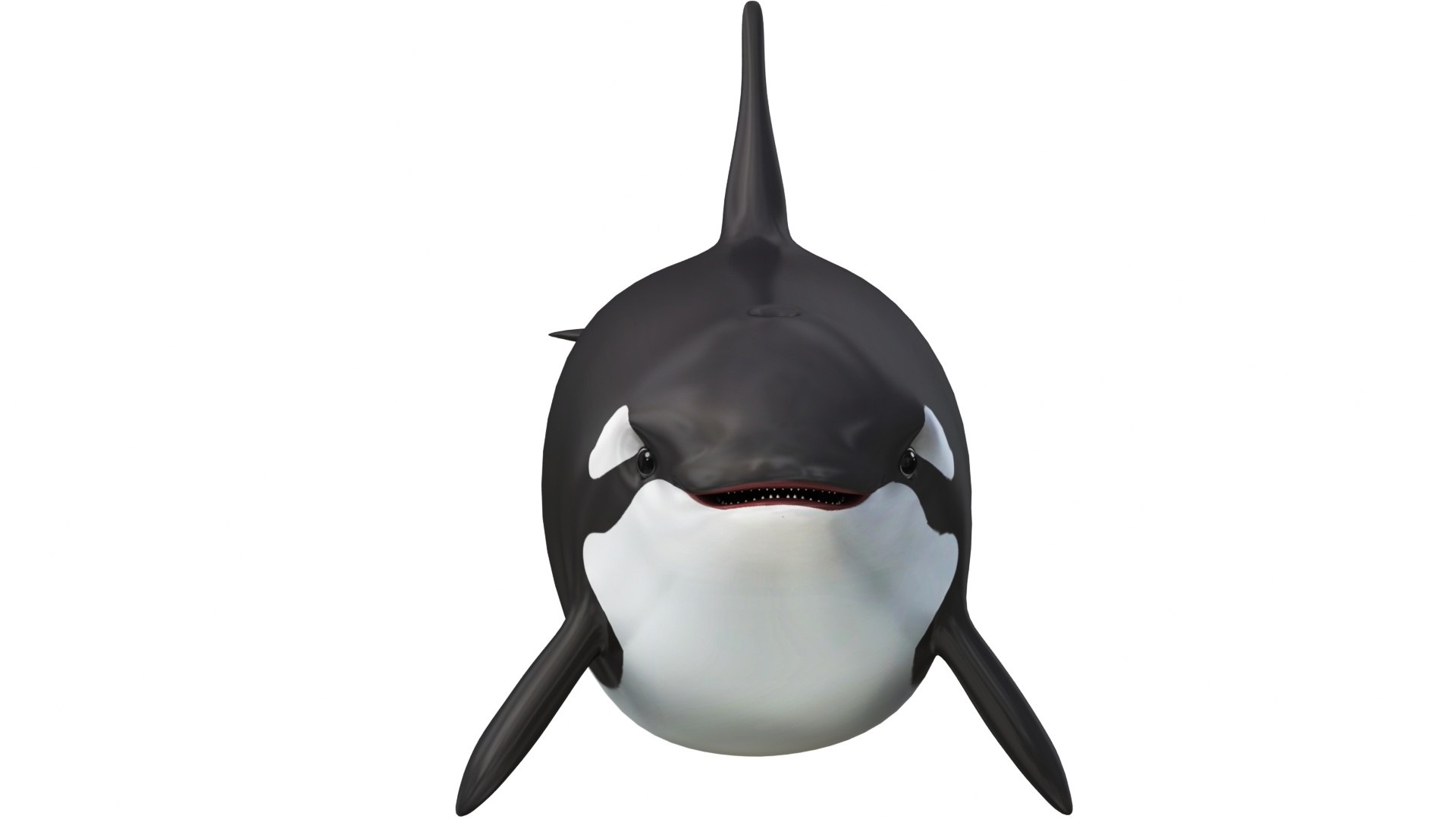 Mega Cartoon Sea Creatures 40 in 1 Collection 3D https://p.turbosquid.com/ts-thumb/lg/pX8rza/wy/cartoonkillerwhale6/jpg/1689875778/1920x1080/fit_q87/617f7ddce178a2f099124a8c92c6130722da720f/cartoonkillerwhale6.jpg