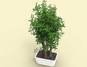 3D Ficus Plant Pot model