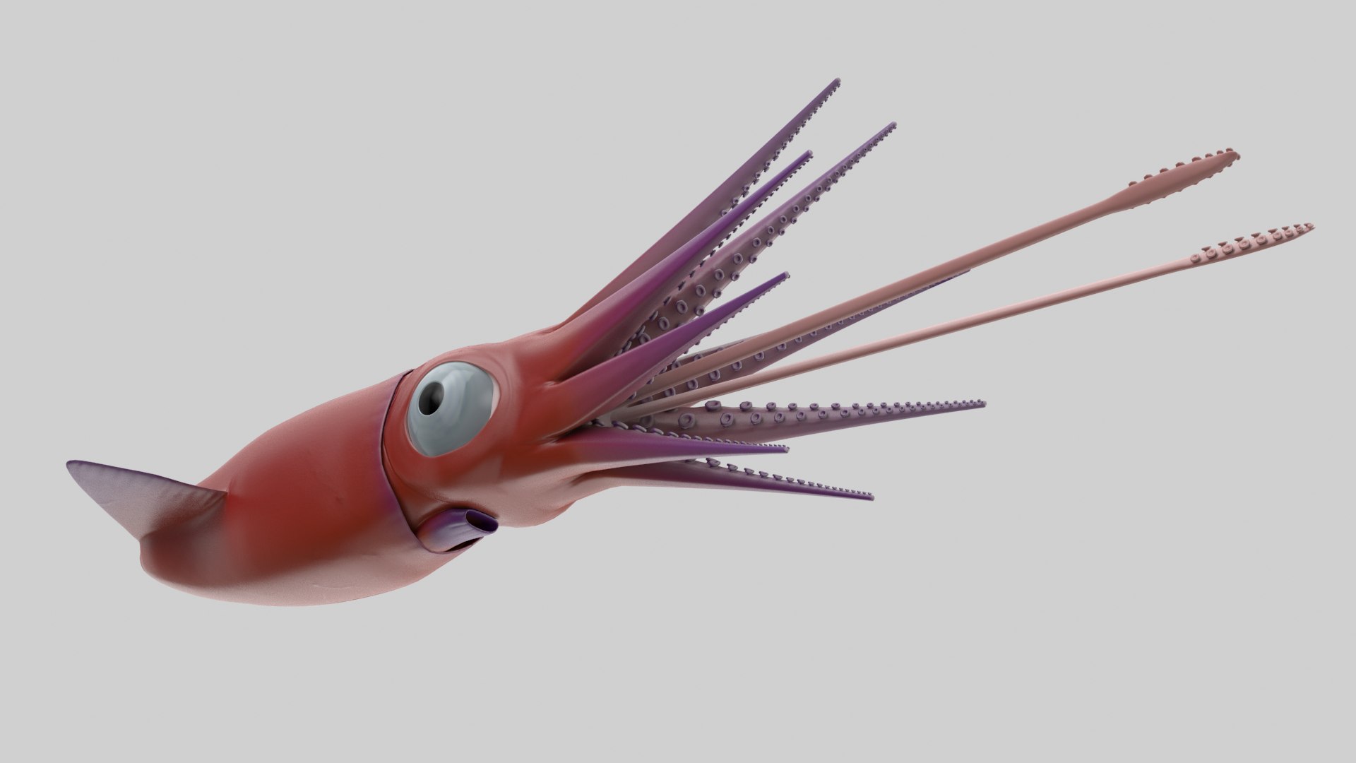 Cartoon Squid 3D model https://p.turbosquid.com/ts-thumb/lg/sncr0z/Kw/squid_r4/png/1633462855/1920x1080/fit_q87/9b68e754b0ce82b4233d6e8e13271352f9acc444/squid_r4.jpg