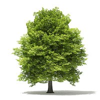 American Beech 3D Model 13m