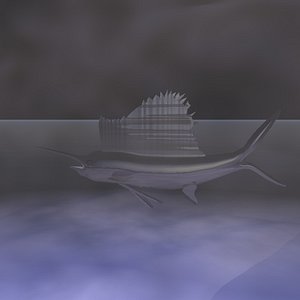Sailfish