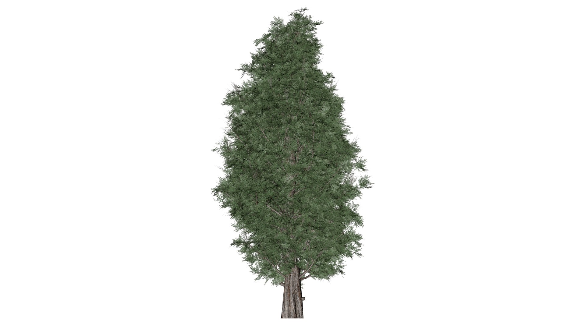 Eastern Red Cedar Tree - 01 - Model - TurboSquid 2373439