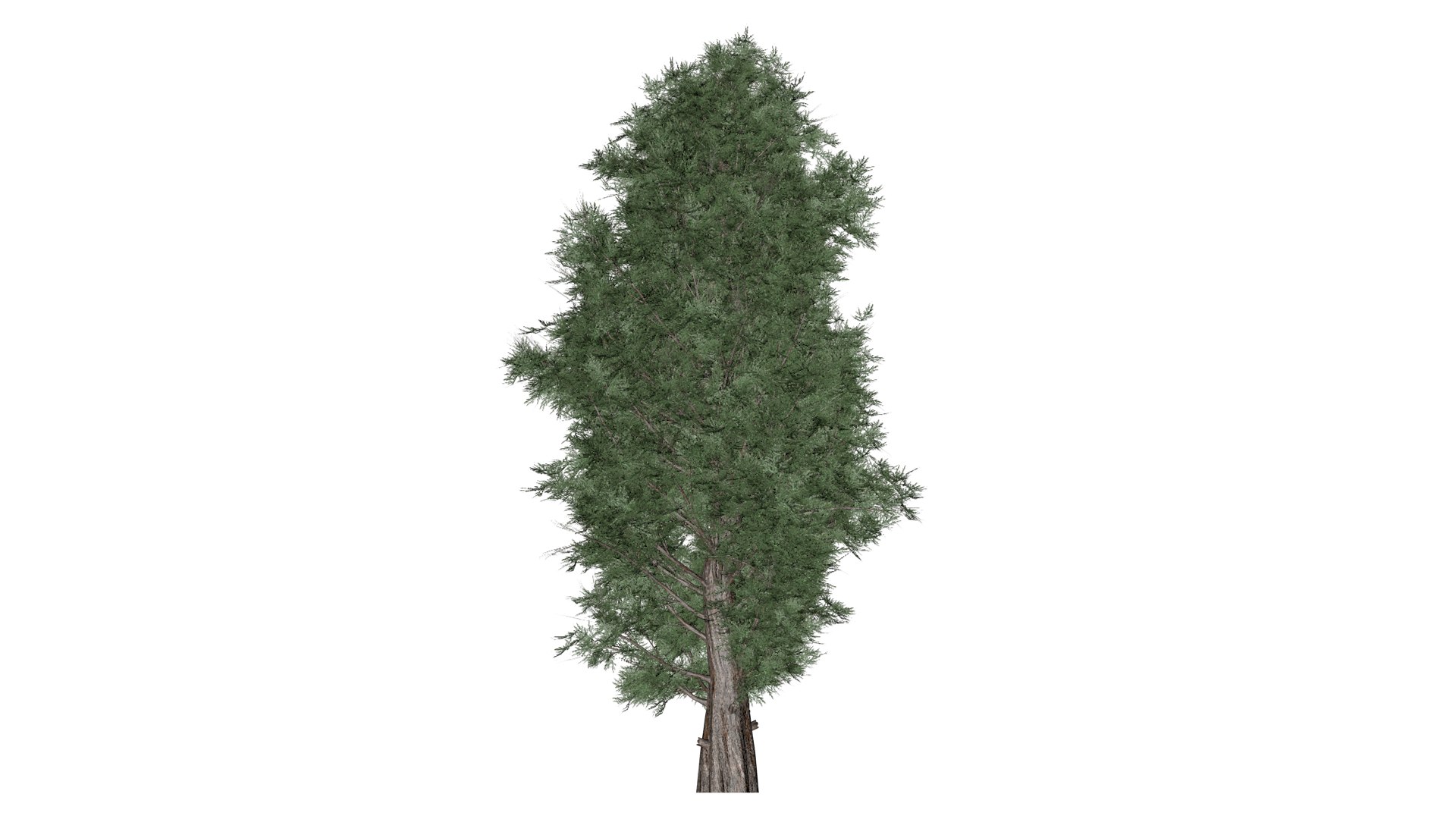 Eastern Red Cedar Tree - 01 - Model - TurboSquid 2373439