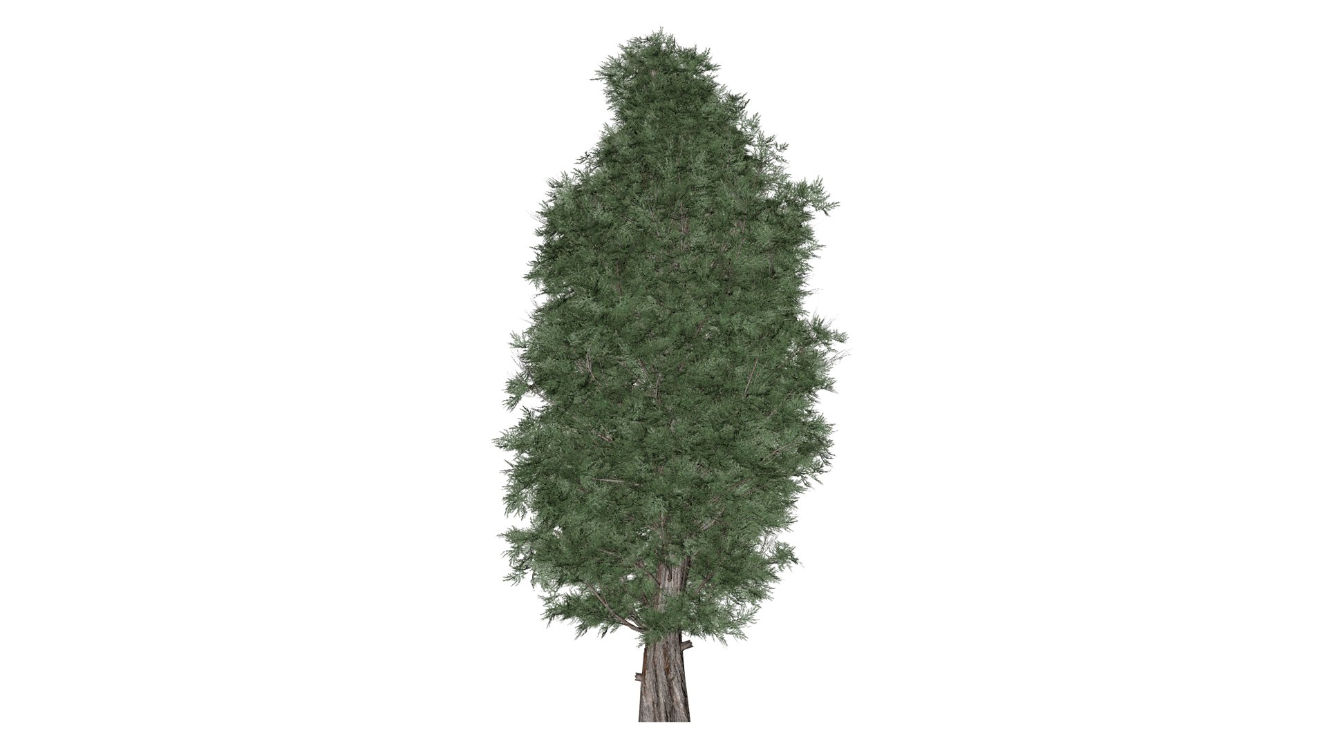 Eastern Red Cedar Tree - 01 - Model - TurboSquid 2373439