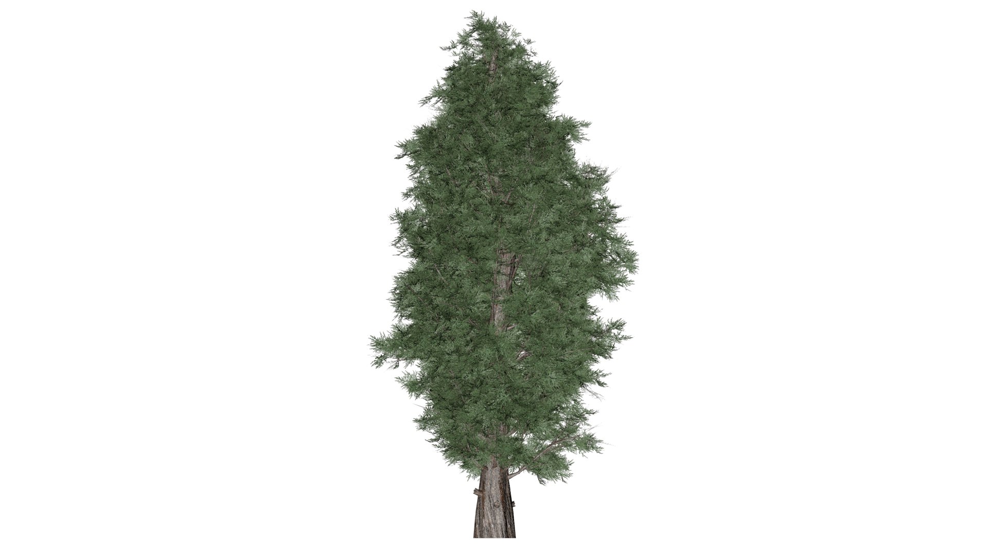 Eastern Red Cedar Tree - 01 - Model - TurboSquid 2373439