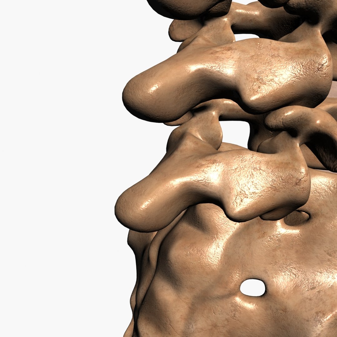 3d spine model https://p.turbosquid.com/ts-thumb/lh/Bkf0aV/7JrwE1M8/14/jpg/1425915903/1920x1080/fit_q87/4c1d9bbe1cf61ad5e659d637aef6a87fb1bd1655/14.jpg