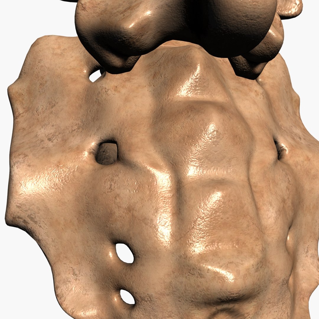 3d spine model https://p.turbosquid.com/ts-thumb/lh/Bkf0aV/8FoDQw0a/13/jpg/1425915903/1920x1080/fit_q87/a258703a9b42a61cea1d67e40483efd79ac363ca/13.jpg