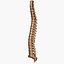 Spine