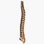 Spine