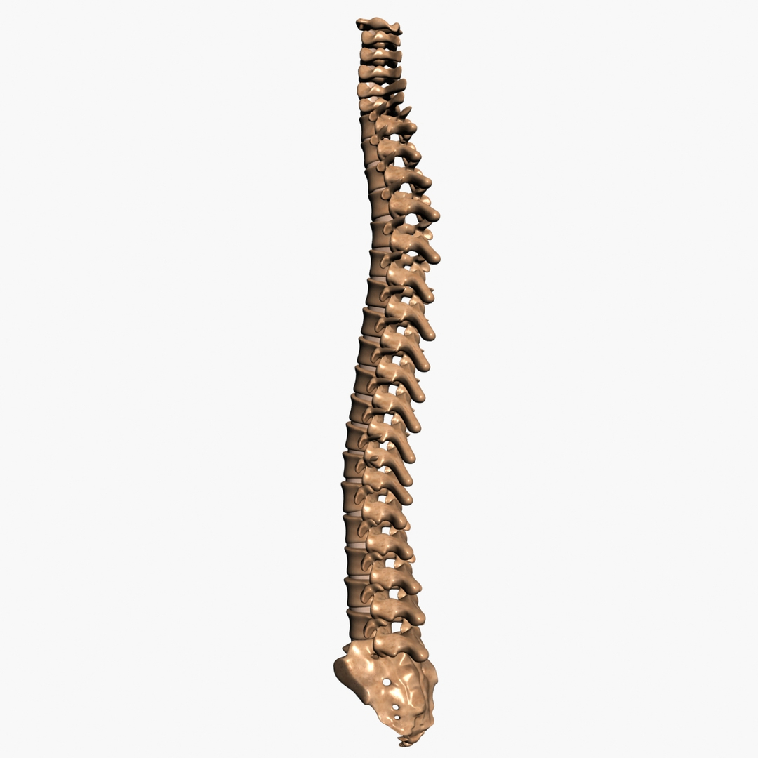 3d spine model https://p.turbosquid.com/ts-thumb/lh/Bkf0aV/IWA2JxzO/01/jpg/1425915623/1920x1080/turn_fit_q99/bec4d8172fcf6bc4a6168c64da1f56667c0f0424/01-1.jpg