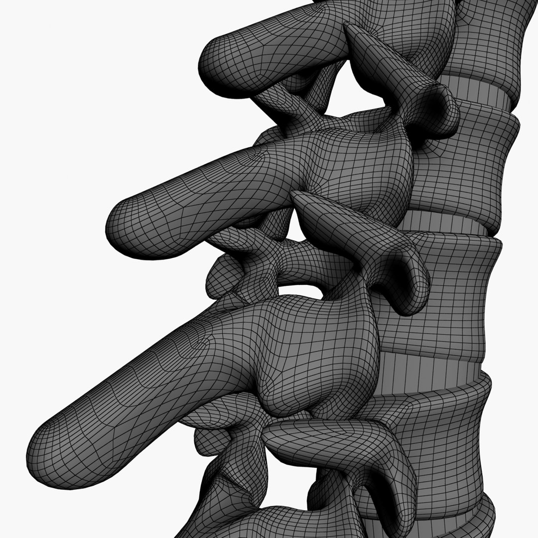 3d spine model https://p.turbosquid.com/ts-thumb/lh/Bkf0aV/LhFEBhoh/16/jpg/1425915903/1920x1080/fit_q87/9888cf7674b34babe0e9c325628f11f3b51b23bb/16.jpg