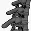 Spine