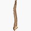 Spine