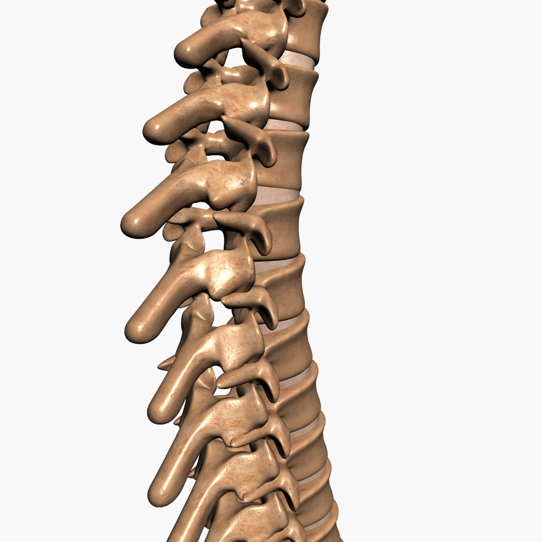 3d spine model https://p.turbosquid.com/ts-thumb/lh/Bkf0aV/RfFYjuew/5/jpg/1425915903/1920x1080/fit_q87/42ee334b1822c9048b7d50e5f11b7cbae54ebda4/5.jpg