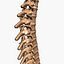 Spine