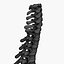 Spine
