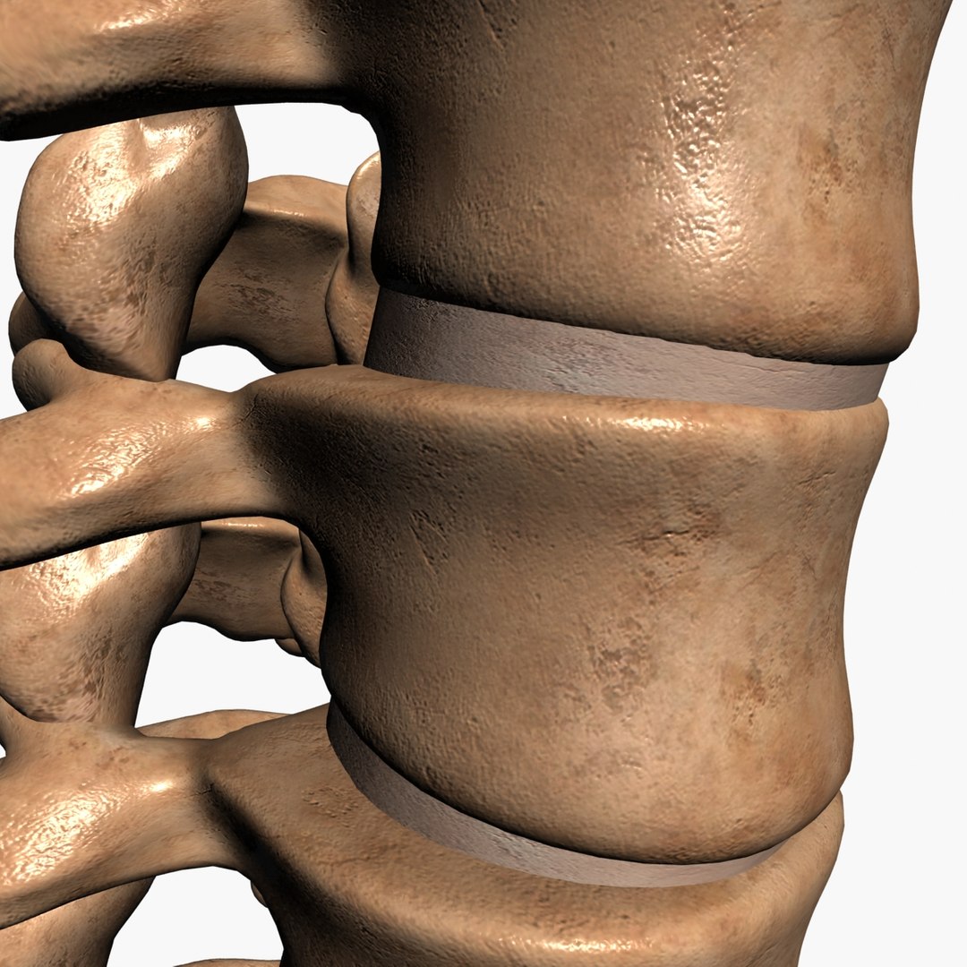 3d spine model https://p.turbosquid.com/ts-thumb/lh/Bkf0aV/ey1LSrxq/10/jpg/1425915903/1920x1080/fit_q87/41ae48fa1b00f6d8e4cc62b50c588568e4af5bf8/10.jpg