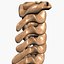 Spine