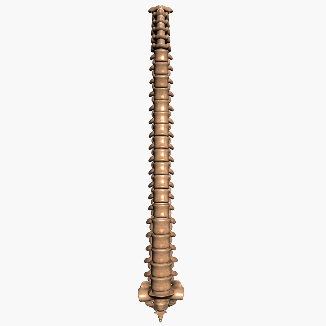 3d spine model https://p.turbosquid.com/ts-thumb/lh/Bkf0aV/jw8SyaxU/3/jpg/1425915903/1920x1080/fit_q87/3789809fc132cf8d6f87133eeaf588f80caccb74/3.jpg