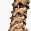 Spine