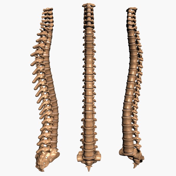 human bones 3d model