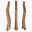 Spine