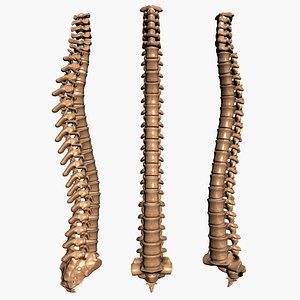 Spine