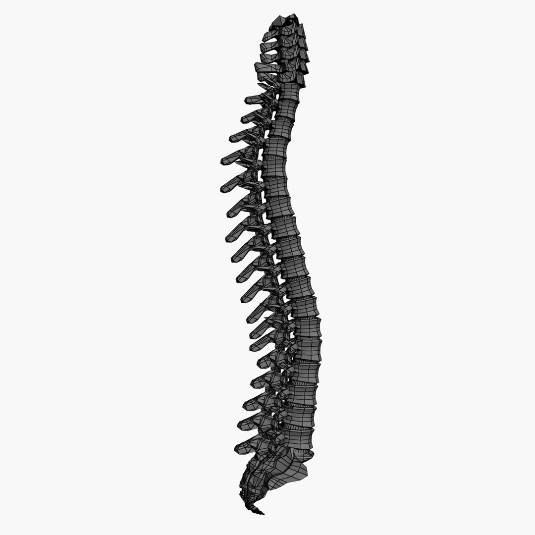 3d spine model https://p.turbosquid.com/ts-thumb/lh/Bkf0aV/uNCeOYqb/18/jpg/1425915903/1920x1080/fit_q87/2465ec816c8f424d85ef2e30391ffe269b8364ff/18.jpg