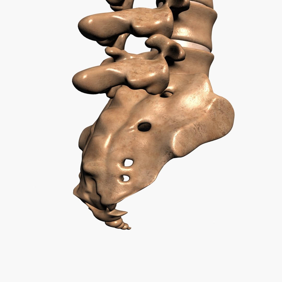 3d spine model https://p.turbosquid.com/ts-thumb/lh/Bkf0aV/uSn3Lvpl/12/jpg/1425915903/1920x1080/fit_q87/cf8a9937f9a963fc0969ed8984d1348708bc1538/12.jpg