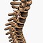 Spine