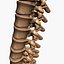 Spine