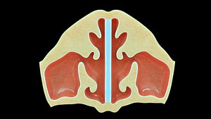 3D nasal cavity transverse section model