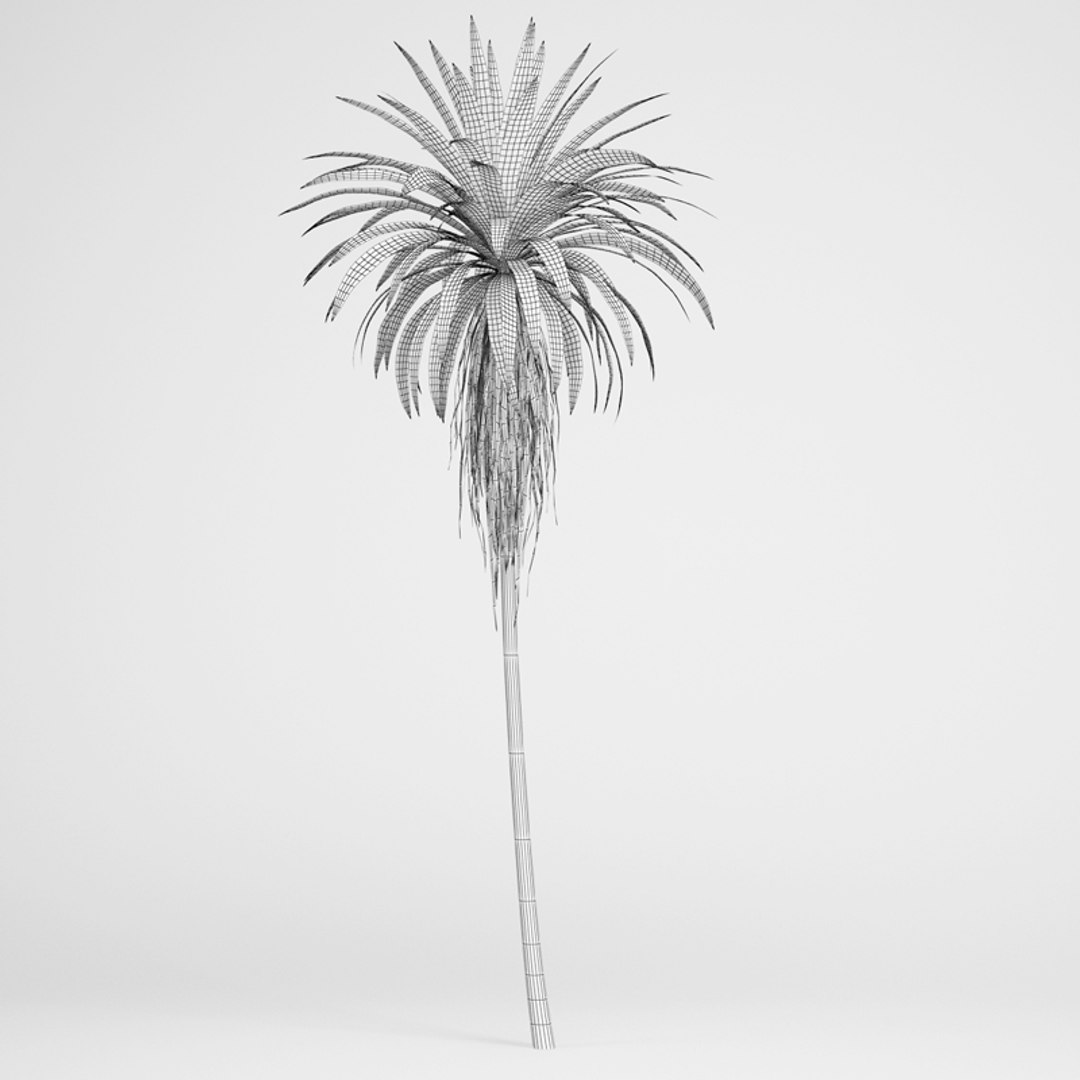 Max Mountain Cabbage Tree 14