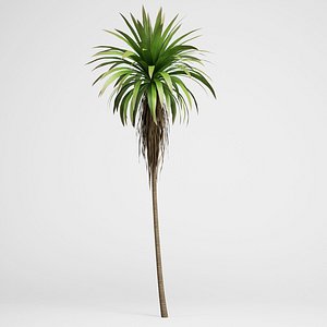 max mountain cabbage tree 14