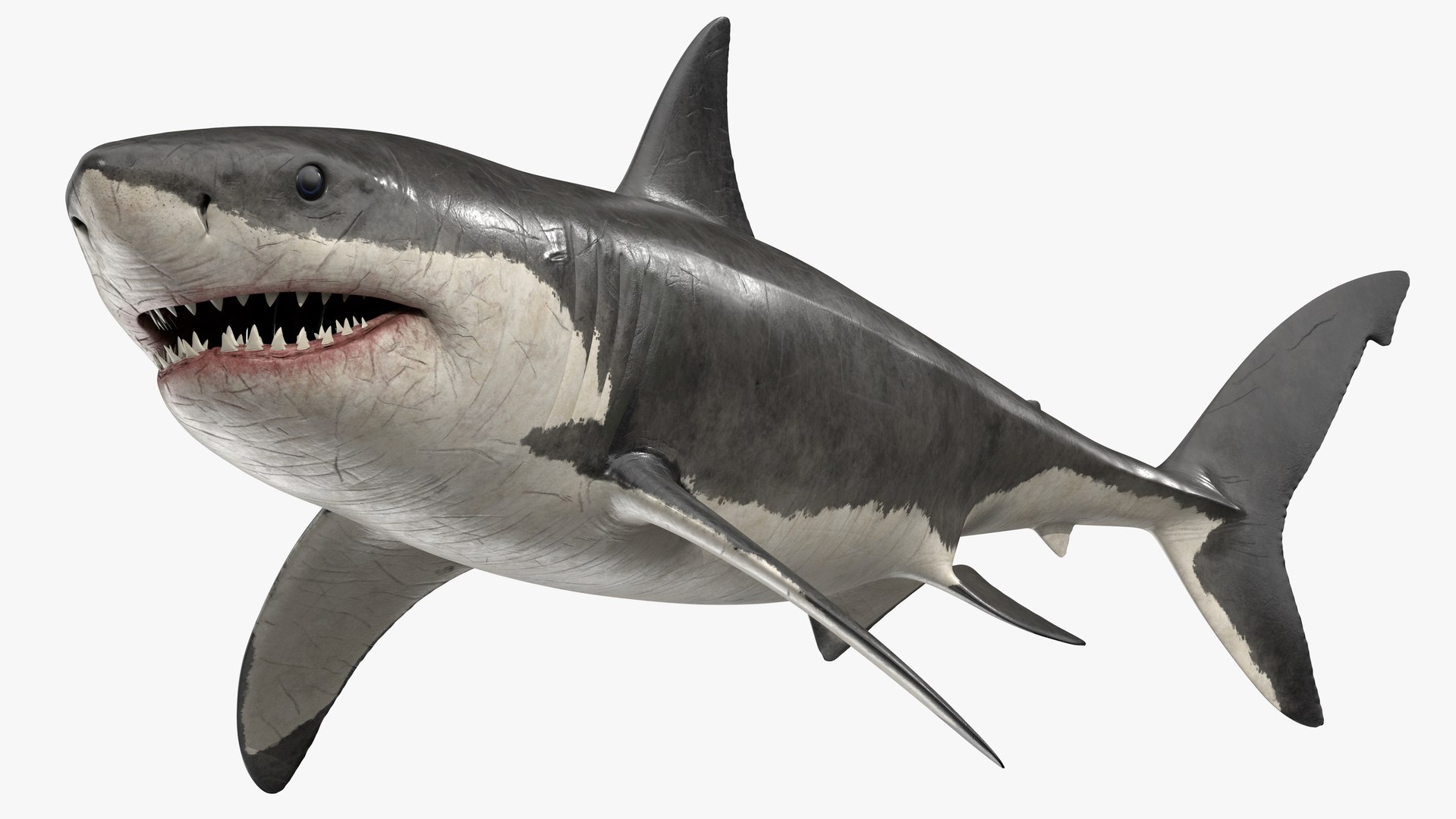 Complete Realistic Shark Model - The Great White Shark (Rigged, Textured,  Easy To Animate)