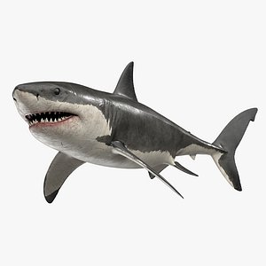 rigged great white shark 3D