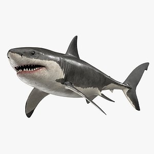 Great White Shark Rigged