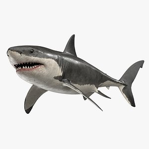 Great White Shark Rigged