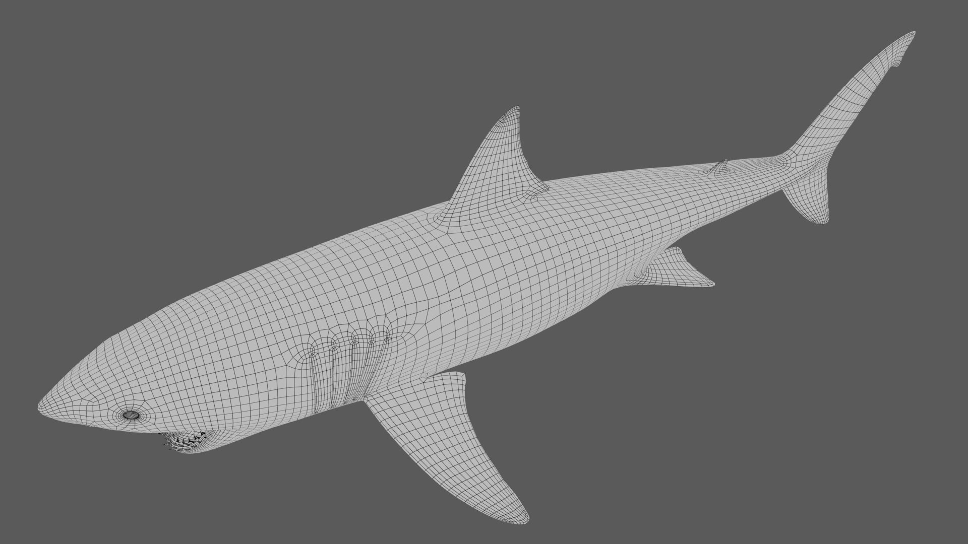 3D Great White Shark Rigged in Blender - TurboSquid 2009419