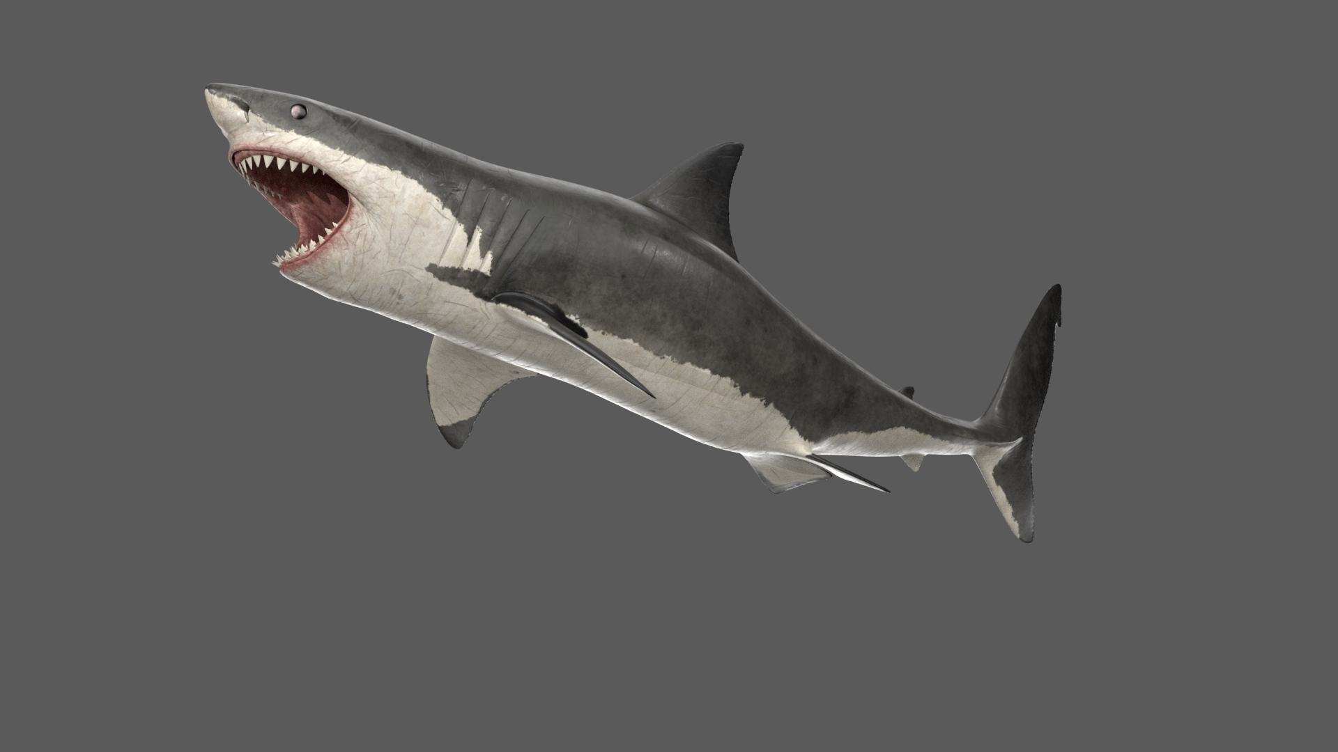 3D Great White Shark Rigged and Animation in Blender model - TurboSquid  2009398